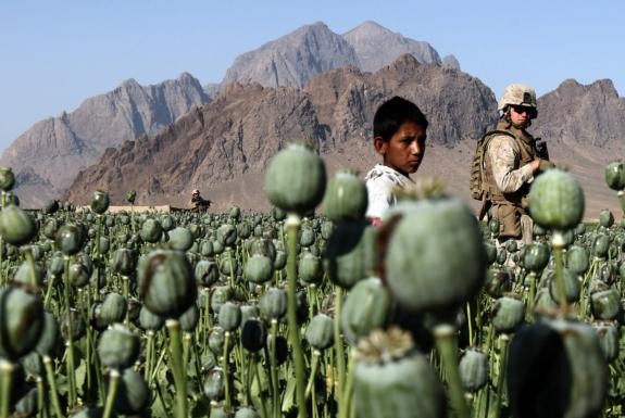 Un champ de pavot en Afghanistan